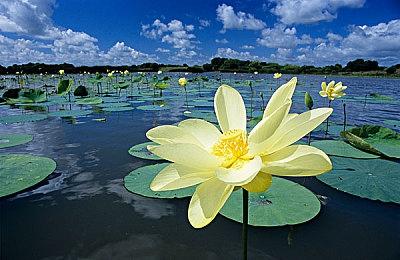 《街头霸王6》TGS公布新更新情报 追加大师更上级传说级别